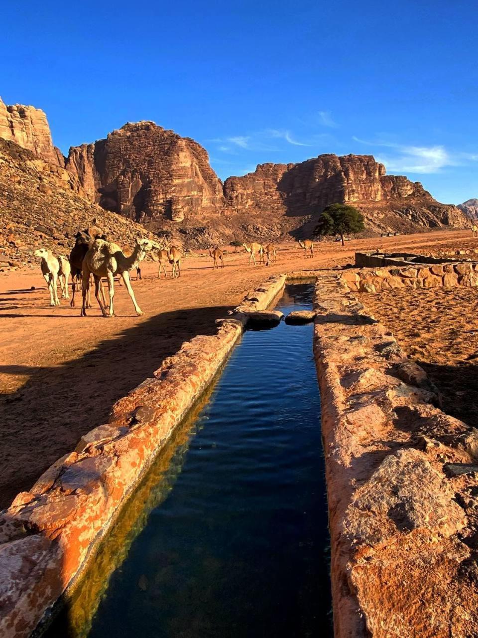 Wadi Rum Magic Nature Camp ภายนอก รูปภาพ